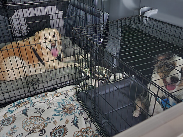 Pet Carrier vs Crate: Which is Better? - Pet Van Lines